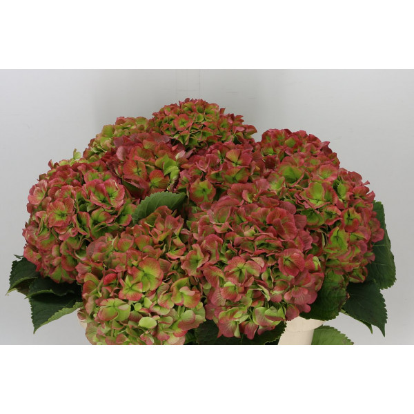 Hydrangea M Verena Cl 80cm A1 Col-Bicolor