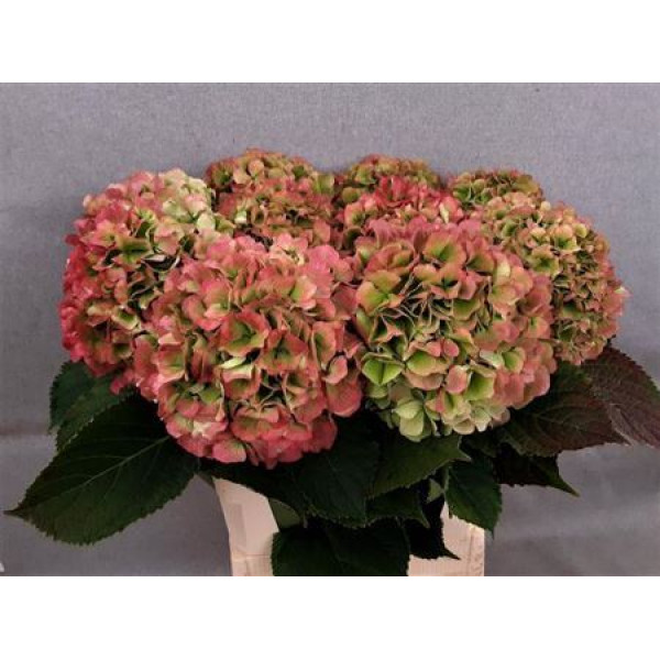 Hydrangea M Verena Cl 80cm A1