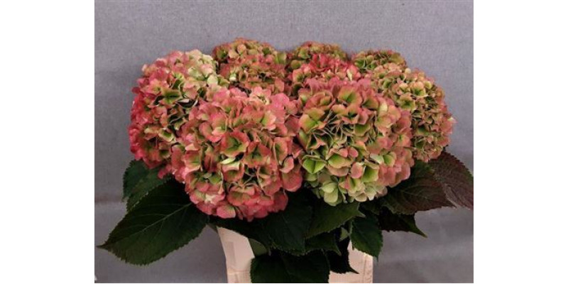 Hydrangea M Verena Cl 80cm A1