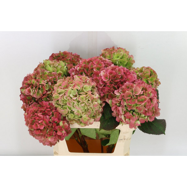 Hydrangea M Verena Cl 80cm A1 Col-Bicolor