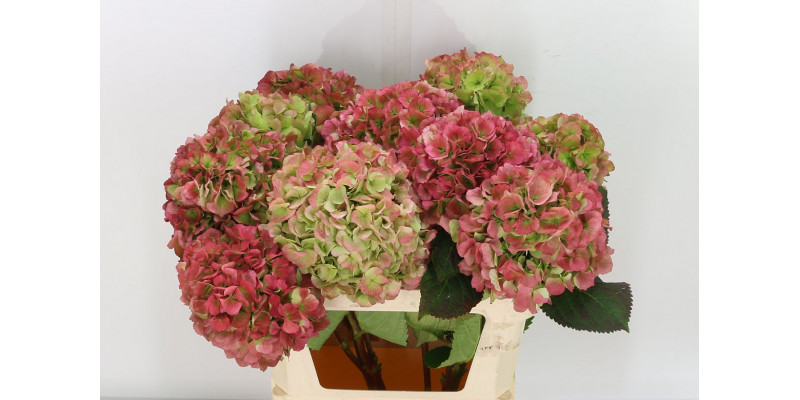 Hydrangea M Verena Cl 80cm A1 Col-Bicolor