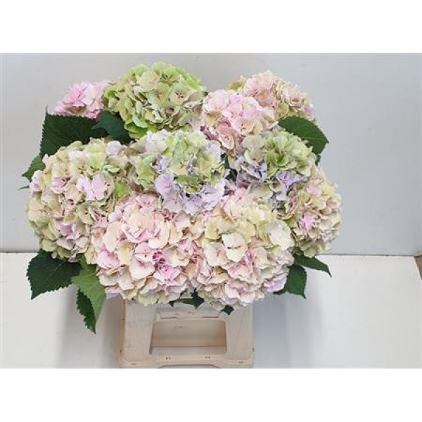 Hydrangea M Verena Cl Pastel 80cm A1 Col-Bicolor