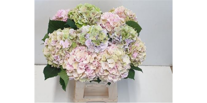 Hydrangea M Verena Cl Pastel 80cm A1 Col-Bicolor