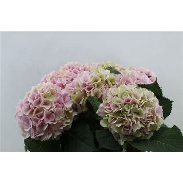 Hydrangea M Verena Cl Pink 80-21 80cm A1