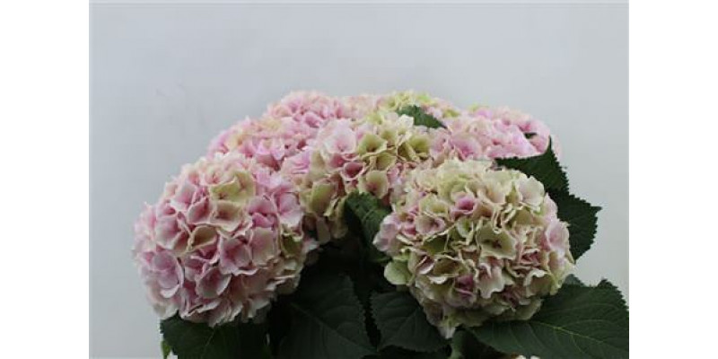 Hydrangea M Verena Cl Pink 80-21 80cm A1