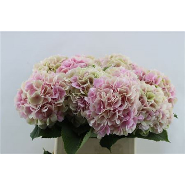 Hydrangea M Verena Cl Pink 80-23 80cm A1