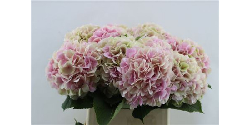 Hydrangea M Verena Cl Pink 80-23 80cm A1