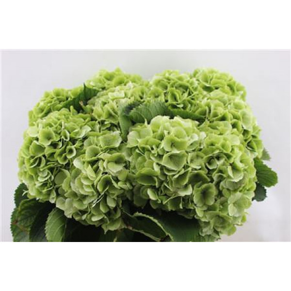 Hydrangea M Verena Cl 65-22 65cm A1