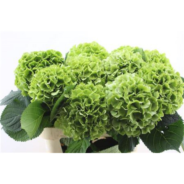 Hydrangea M Verena Cl Green 80-22 80cm A1