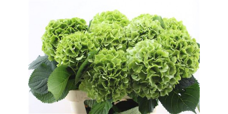 Hydrangea M Verena Cl Green 80-22 80cm A1