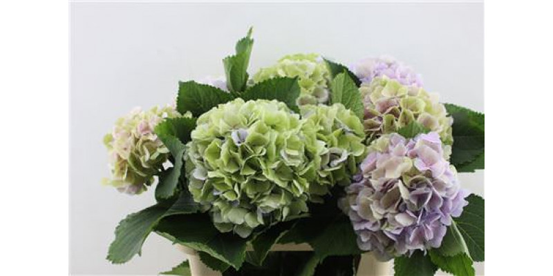 Hydrangea M Verena Cl Pastel 80-22 80cm A1