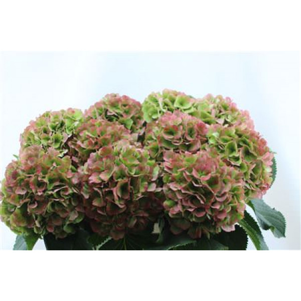 Hydrangea M Verena Cl Abricot 80-22 80cm A1