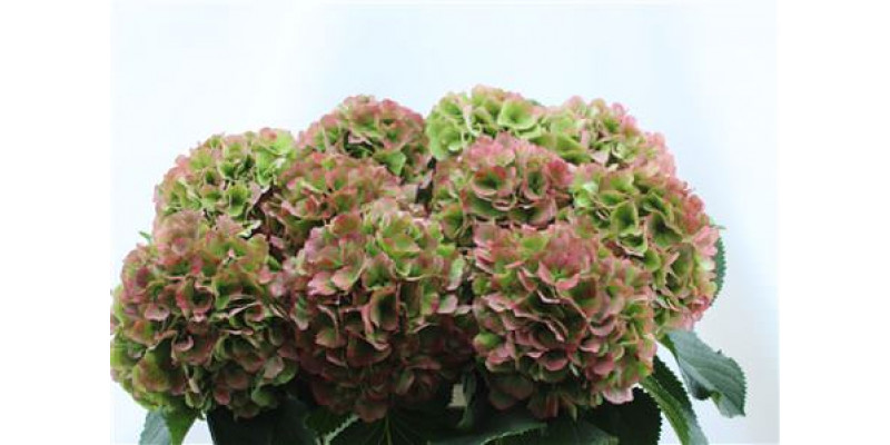 Hydrangea M Verena Cl Abricot 80-22 80cm A1