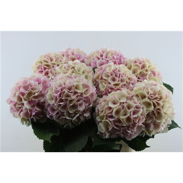 Hydrangea M Cl Verena Pink 80-23 80 cm A1