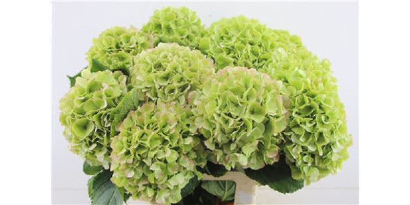 Hydrangea M Cl Verena Green 65-21 65 cm A1