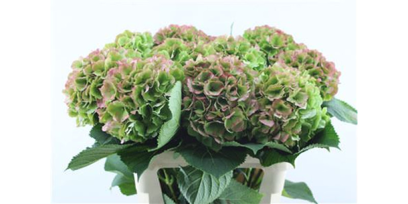 Hydrangea M Cl Verena Red 80-24 80 cm A1