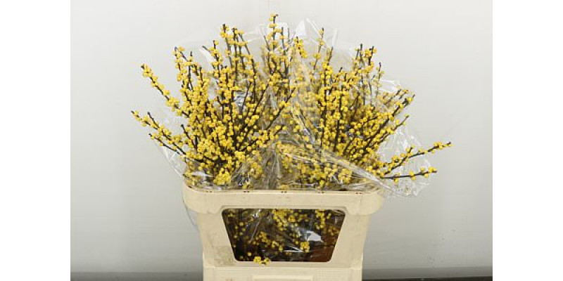Ilex Ve Mag Citronel 80 cm A1