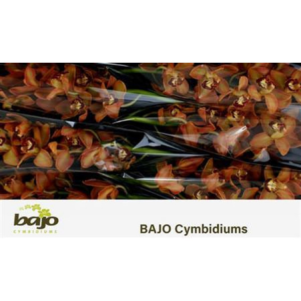 Orchid Cymb T Brown X6 80cm EX Col-Brown