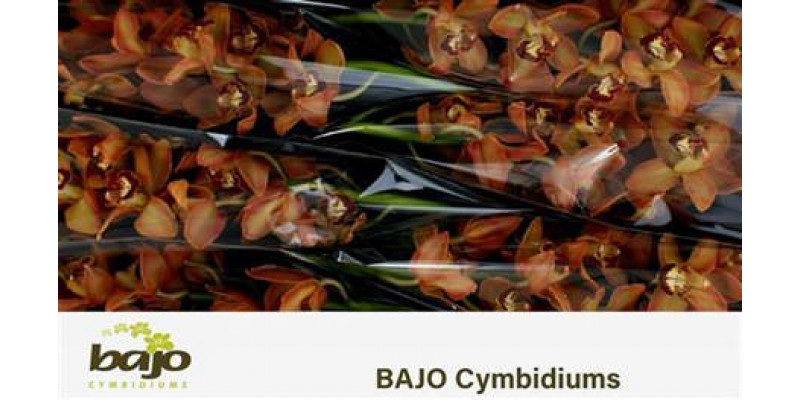 Orchid Cymb T Brown X6 80cm EX Col-Brown