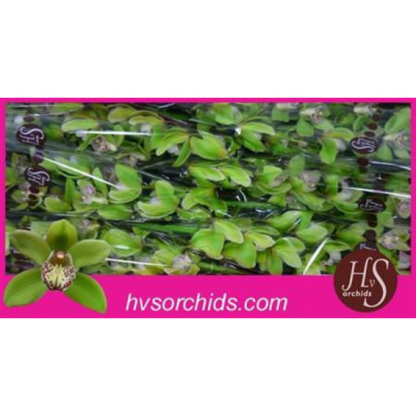 Orchid Cymb T Hans 60cm A1