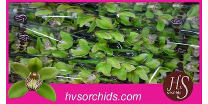 Orchid Cymb T Hans 60cm A1