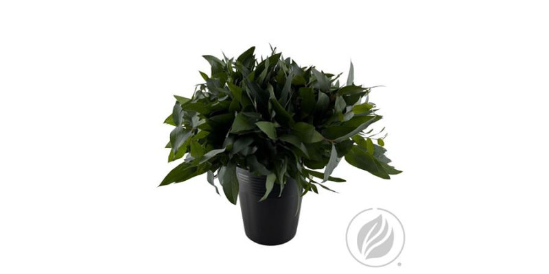 Eucalyptus Robusta 55cm 55 cm A1