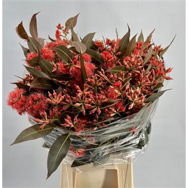 Eucalyptus Robusta Flowers Abs Red 300gr 65cm A1