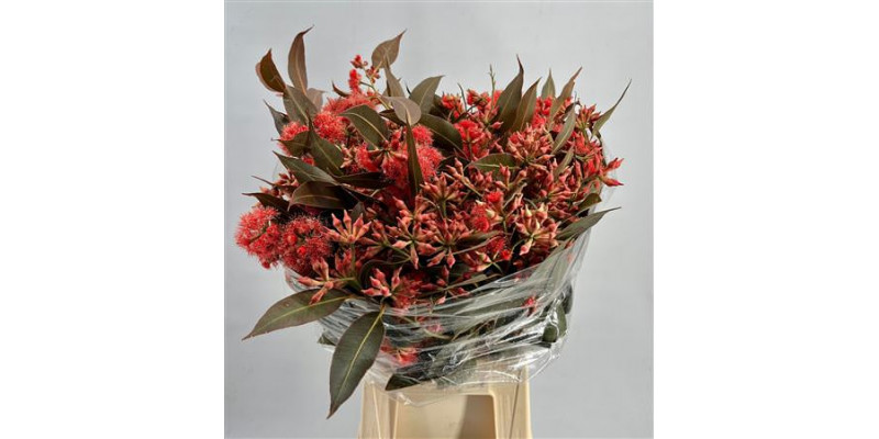 Eucalyptus Robusta Flowers Abs Red 300gr 65cm A1