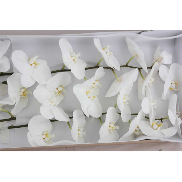 Orchid Phal Kobe X25 25cm A1 Col-White