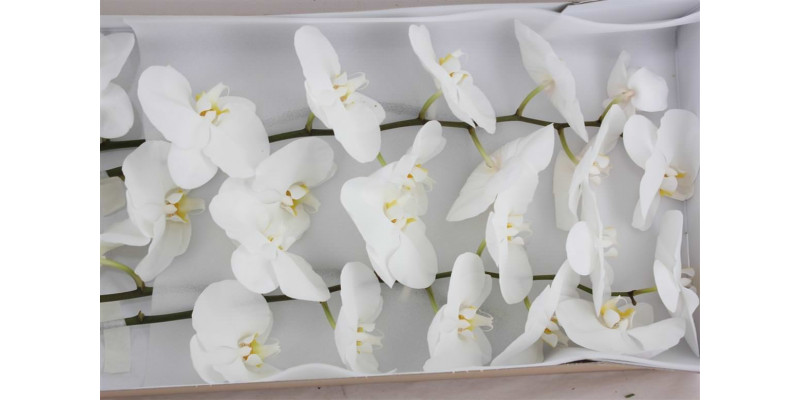 Orchid Phal Kobe X25 25cm A1 Col-White