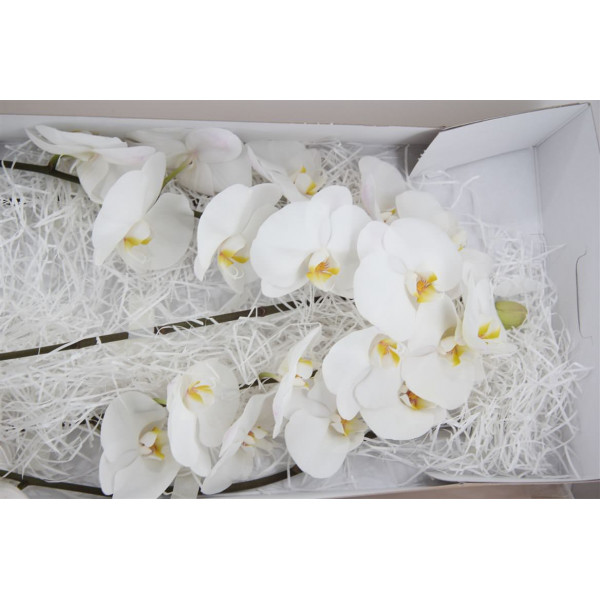 Orchid Phal Kobe 45cm A1 Col-White