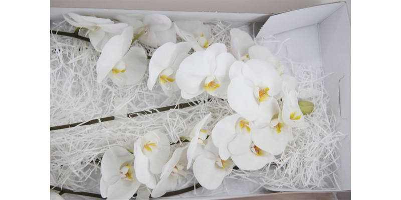 Orchid Phal Kobe 45cm A1 Col-White