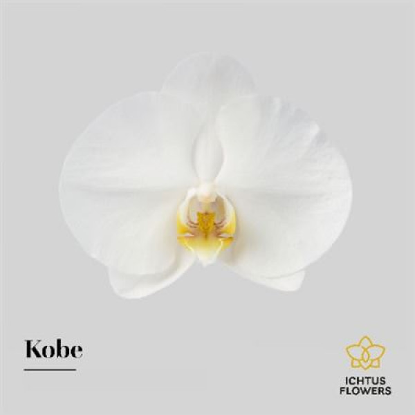 Phal Kobe Bloem 25 Bloemen  A1