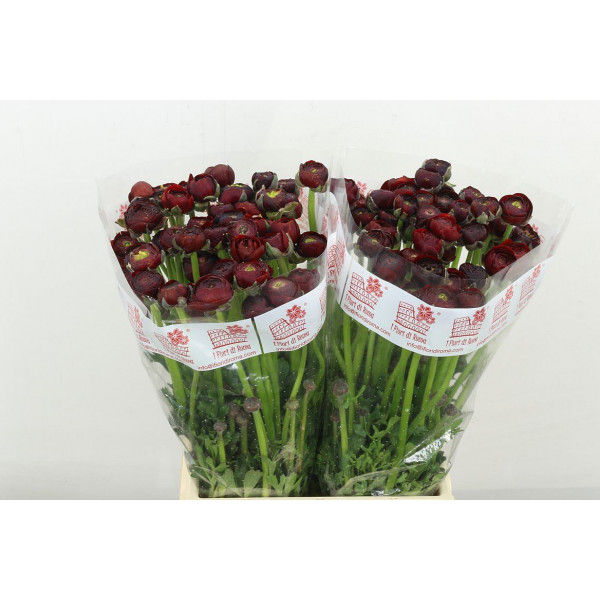 Ranunculus El Chocolat 45 A1Burgundy