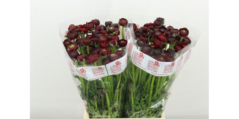 Ranunculus El Chocolat 45 A1Burgundy