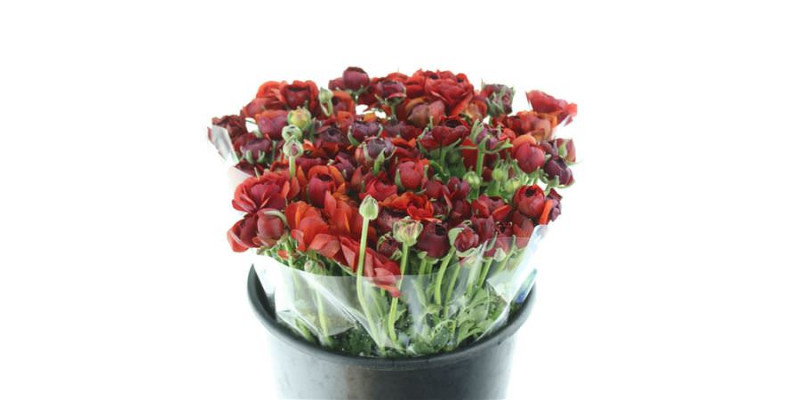 Ranunculus El Chocolade Extra 40cm A1