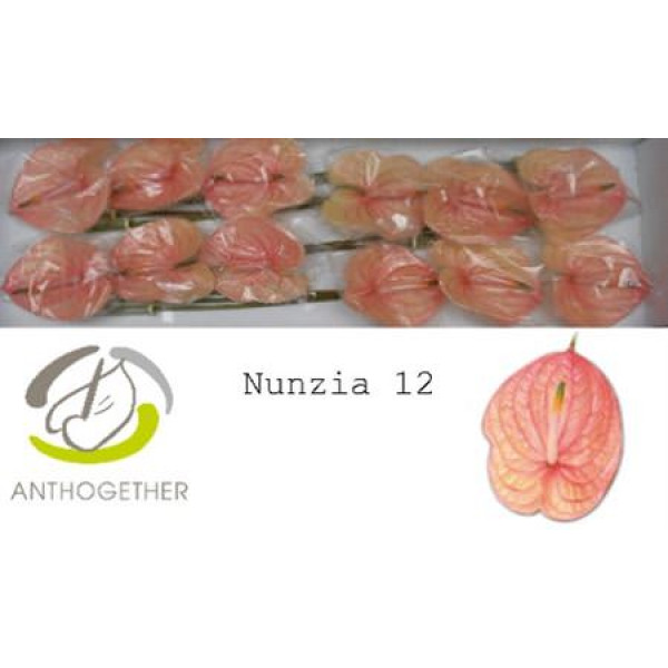 Anthurium A Nunzia 12  A1