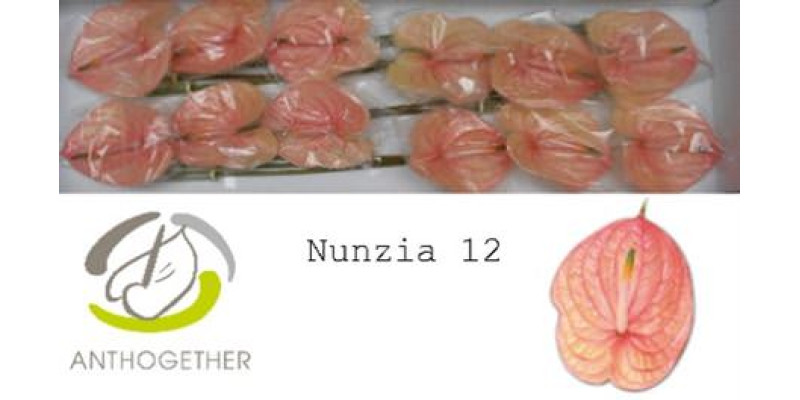 Anthurium A Nunzia 10  A1