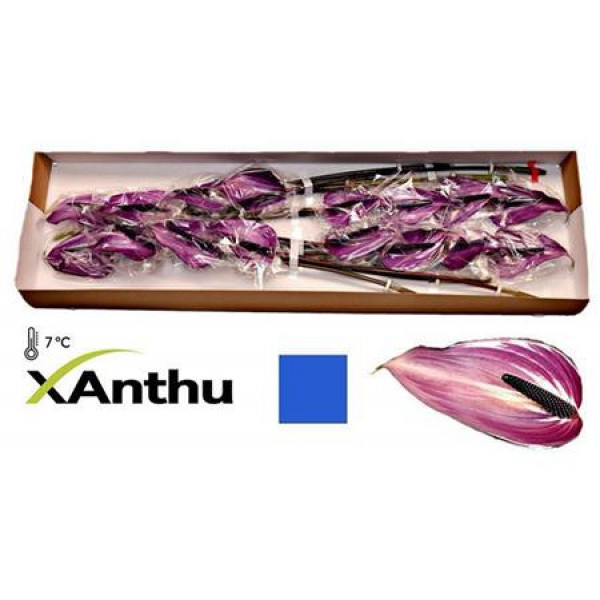 Anthurium Previa X16 16cm 16 Col-Purple