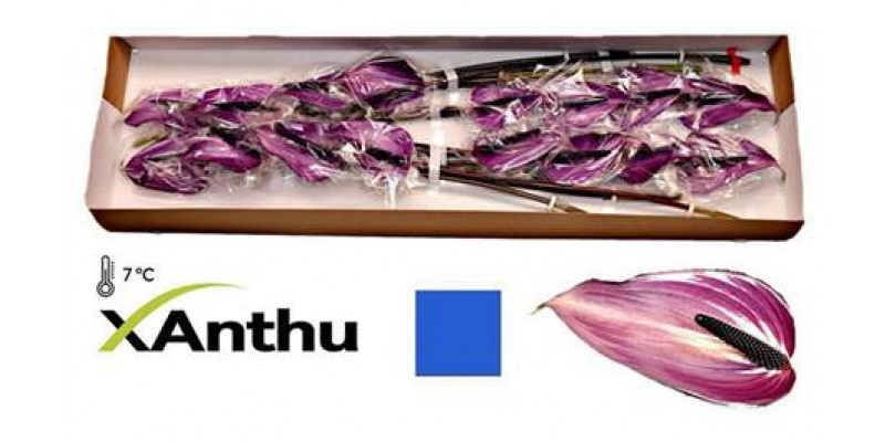 Anthurium Previa X16 16cm 16 Col-Purple