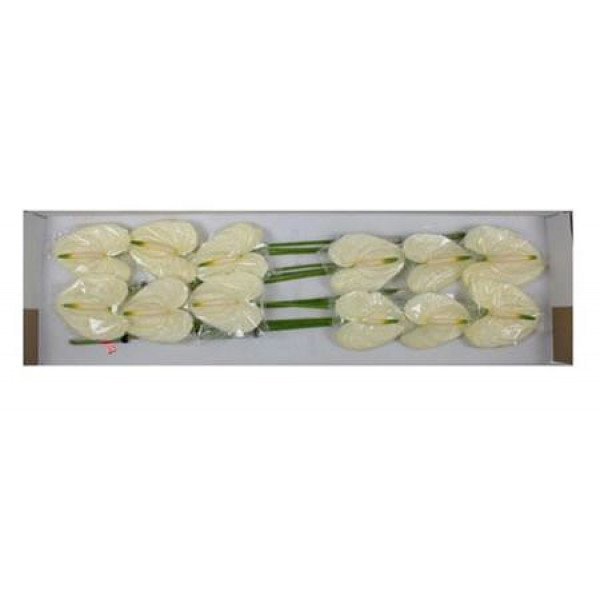 Anthurium Moments X12 12cm 12 Col-White