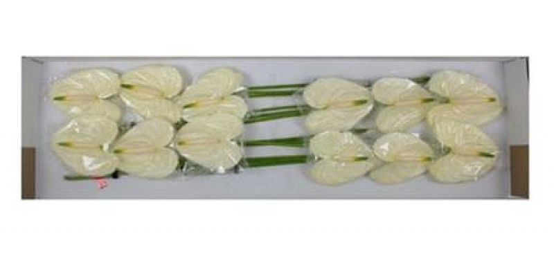 Anthurium Moments X12 12cm 12 Col-White