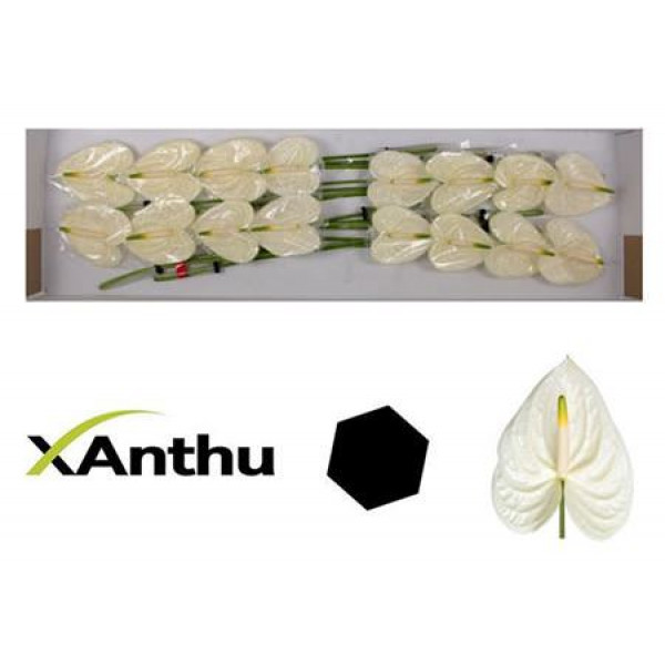 Anthurium Moments X16 16cm 16 Col-White