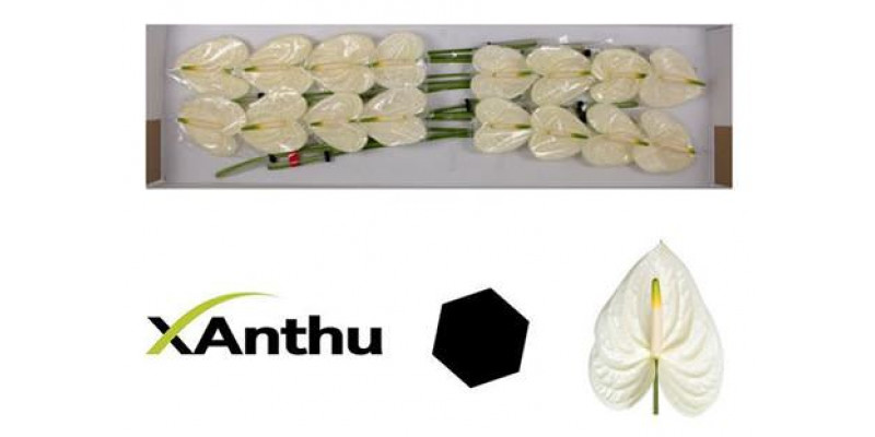 Anthurium Moments X16 16cm 16 Col-White