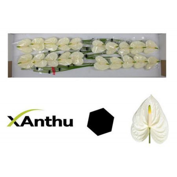 Anthurium Moments X20   Col-White