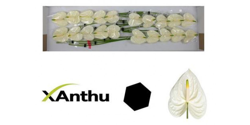 Anthurium Moments X20   Col-White