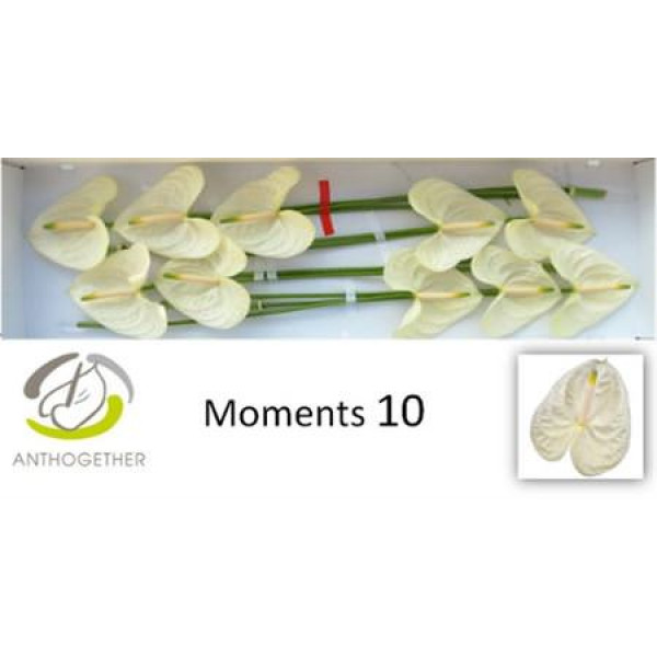 Anthurium A Moments 10 A1