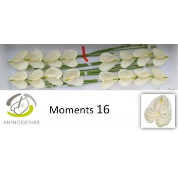 Anthurium A Moments 16 A1