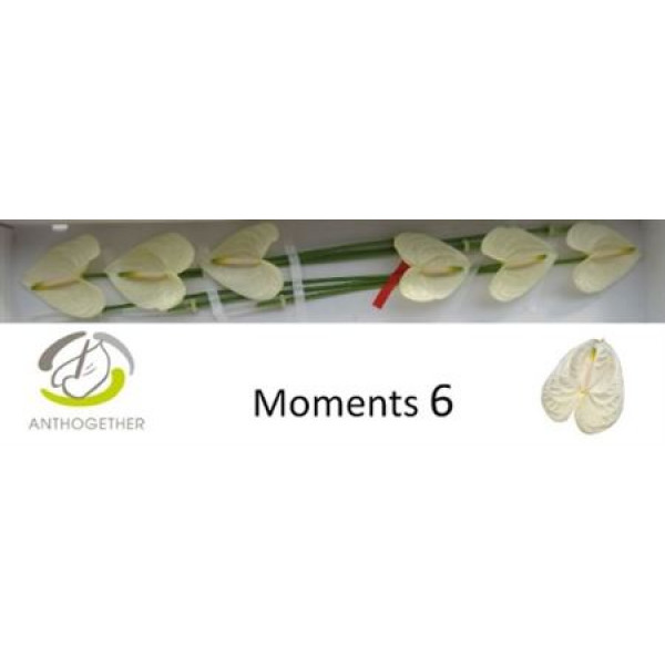 Anthurium A Moments 6  A1