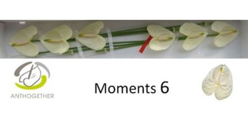 Anthurium A Moments 6  A1